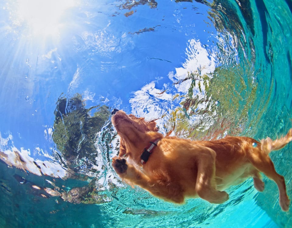 Superior CoOp HVAC-Pros and cons of dogs in swimming pools