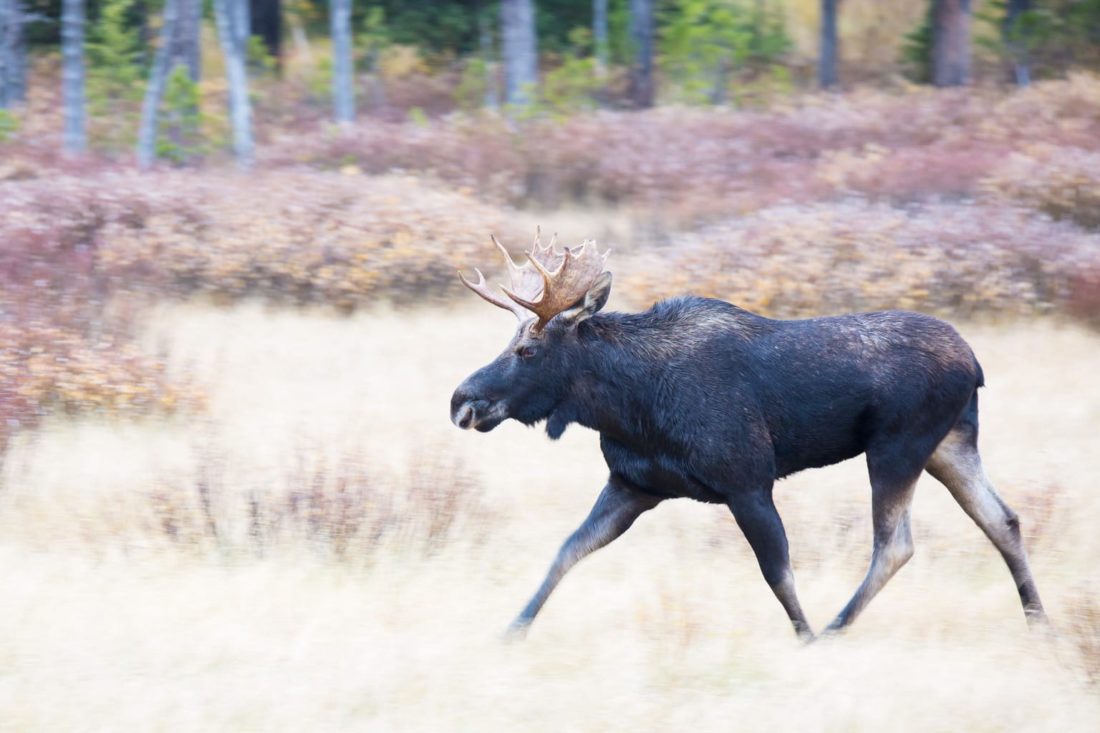 moose walking x