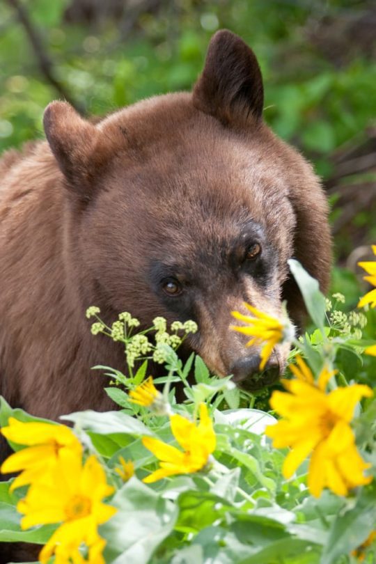 wildlife safari bear flowers x