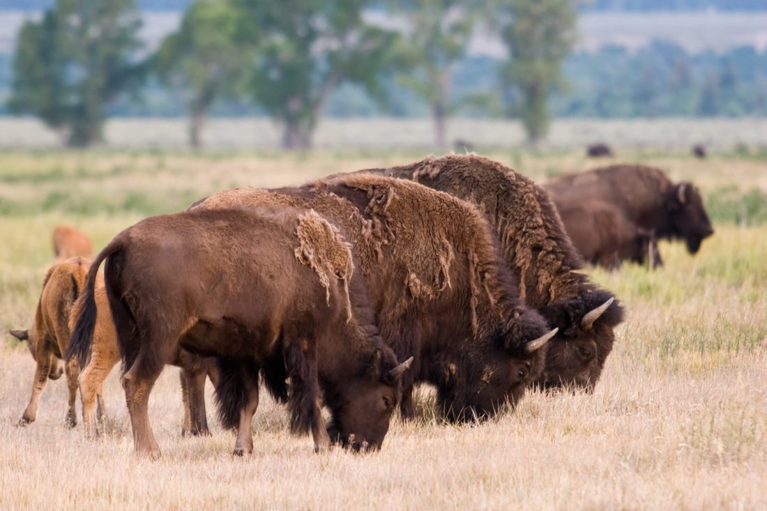 wildlife safari buffalo grazing x